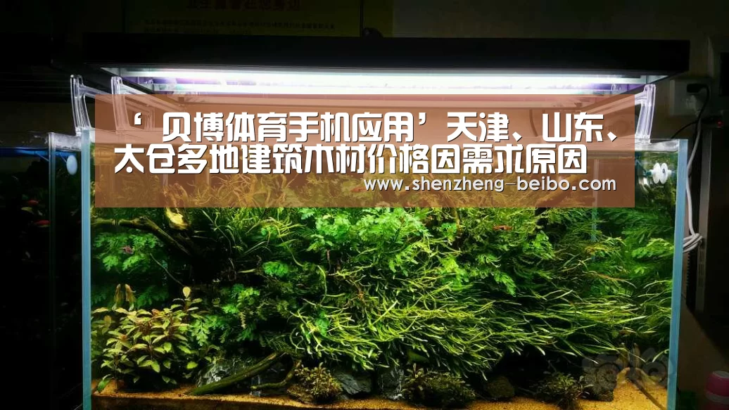 ‘ 贝博体育手机应用’天津、山东、太仓多地建筑木材价格因需求原因开始下调(图2) 贝博体育手机应用